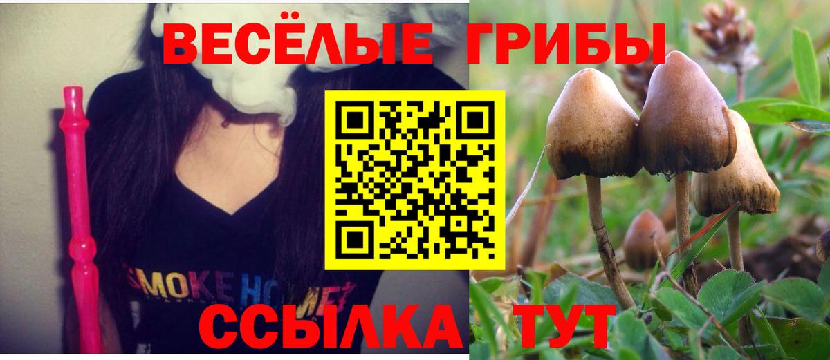 Псилоцибиновые грибы Psilocybine cubensis Георгиевск
